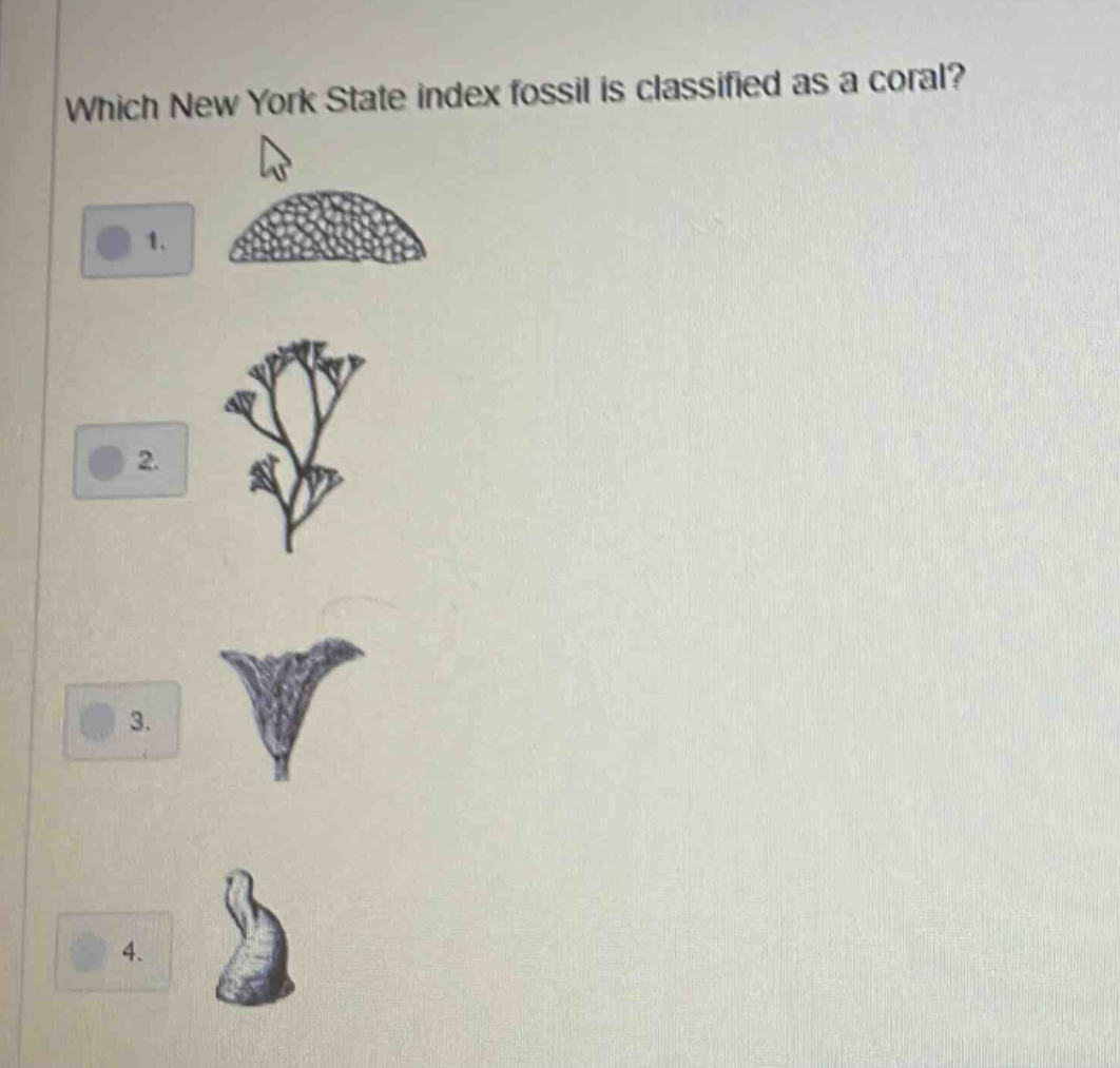 which new york state index fossil is classified as a coral?