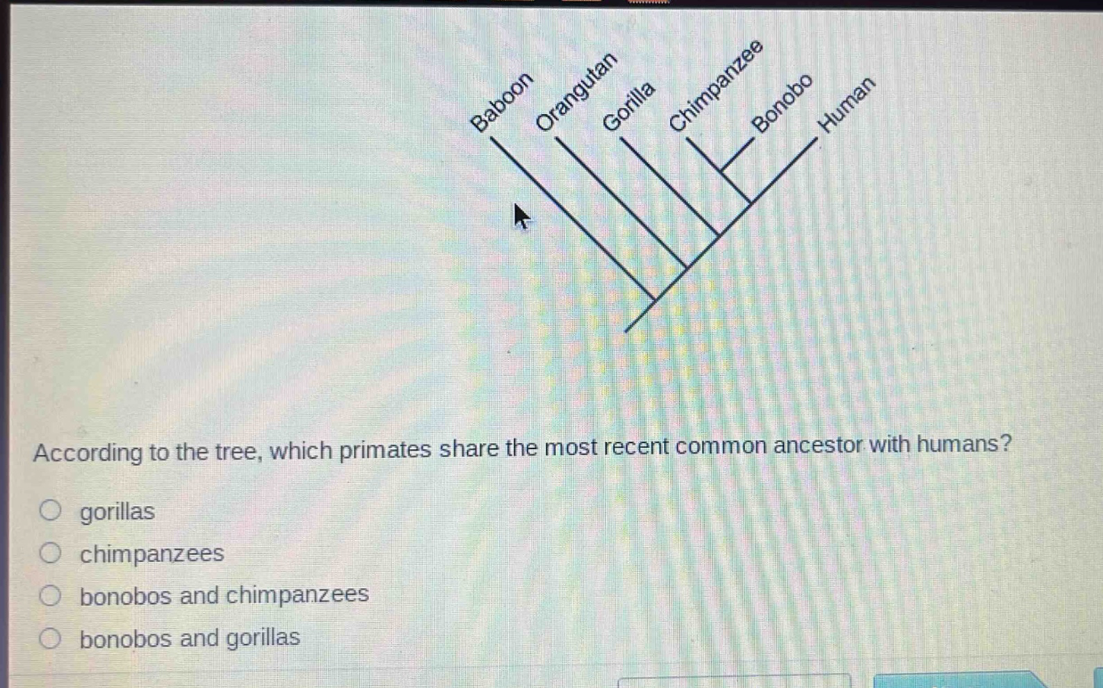 according to the tree, which primates share the most recent common ancestor with humans?\n○ gorillas\n○ chimpanzees\n○ bonobos and chimpanzees\n○ bonobos and gorillas