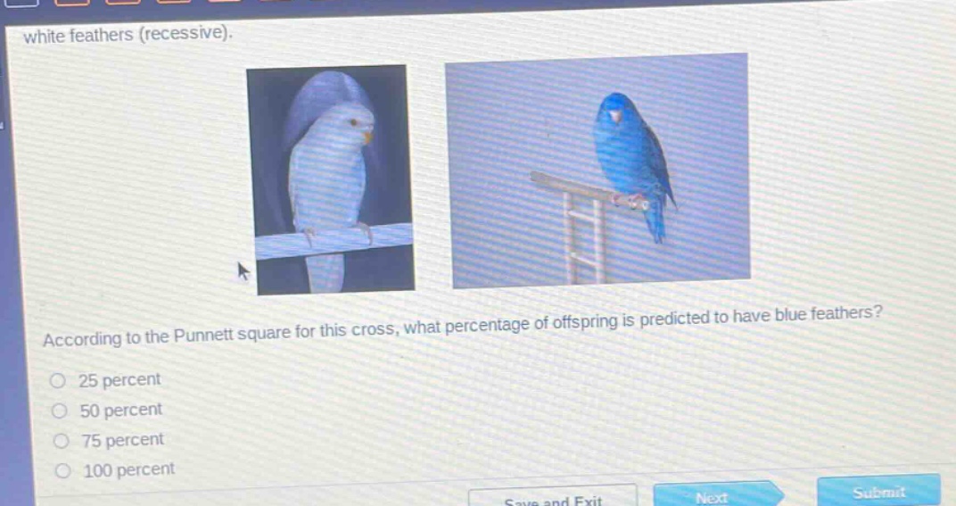 white feathers (recessive). according to the punnett square for this cross, what percentage of offspring is predicted to have blue feathers? 25 percent 50 percent 75 percent 100 percent