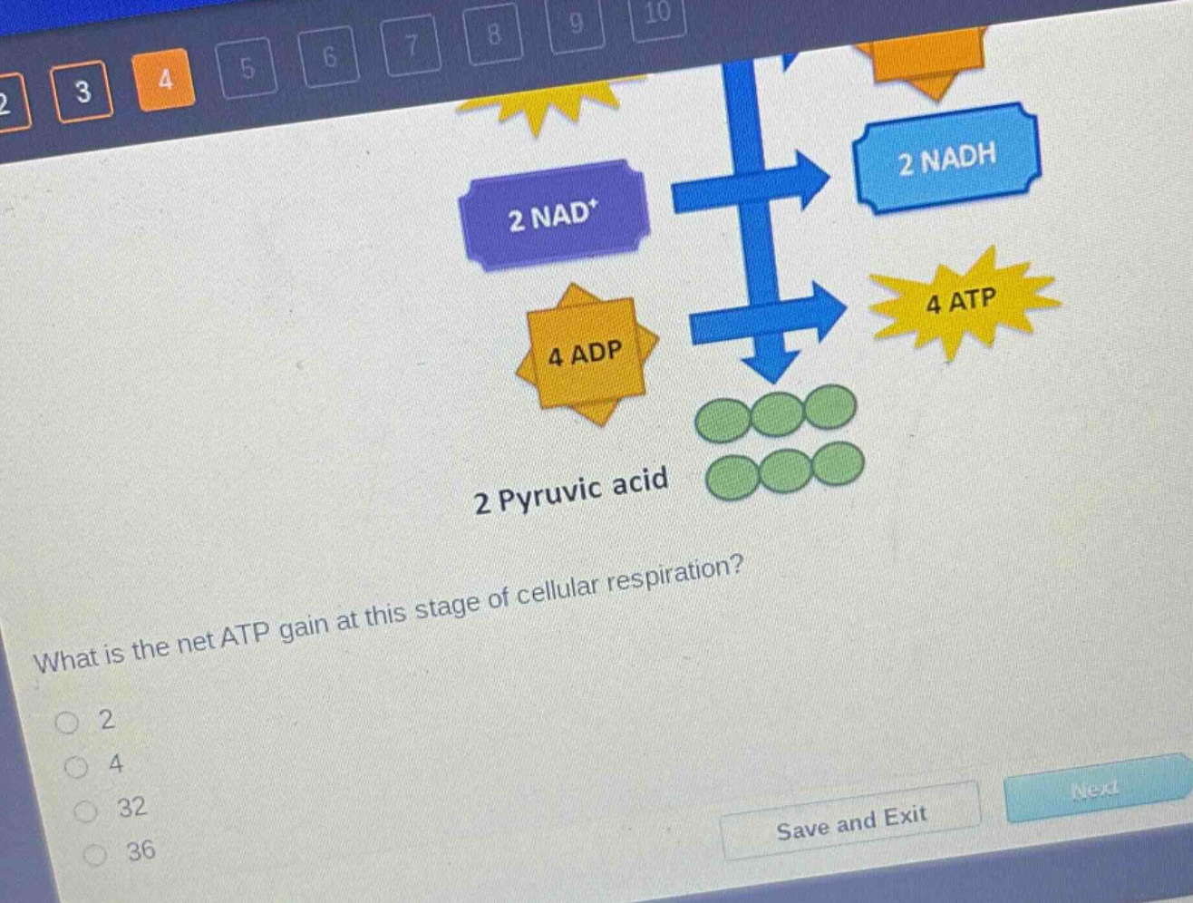 what is the net atp gain at this stage of cellular respiration?\n2\n4\n32\n36