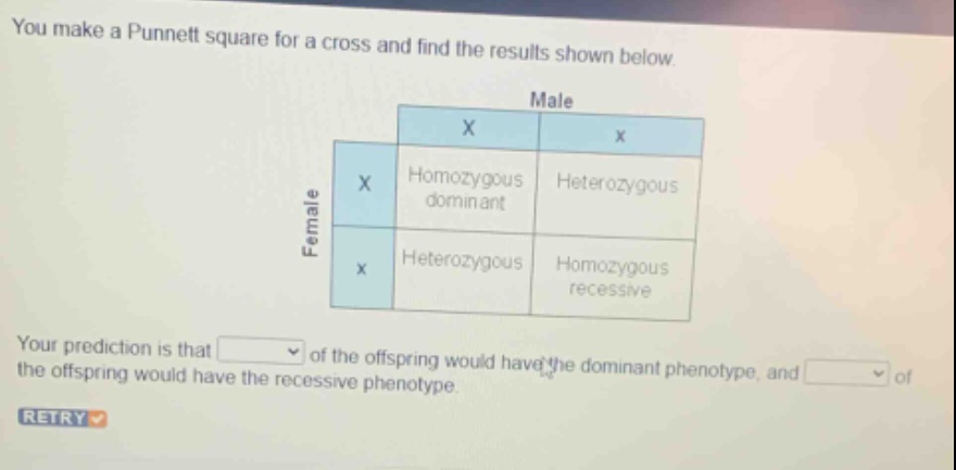 you make a punnett square for a cross and find the results shown below.\nyour prediction is that of the offspring would have the dominant phenotype, and of the offspring would have the recessive phenotype.