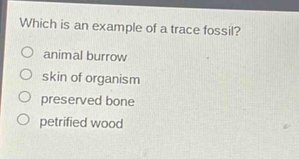 which is an example of a trace fossil?\no animal burrow\no skin of organism\no preserved bone\no petrified wood