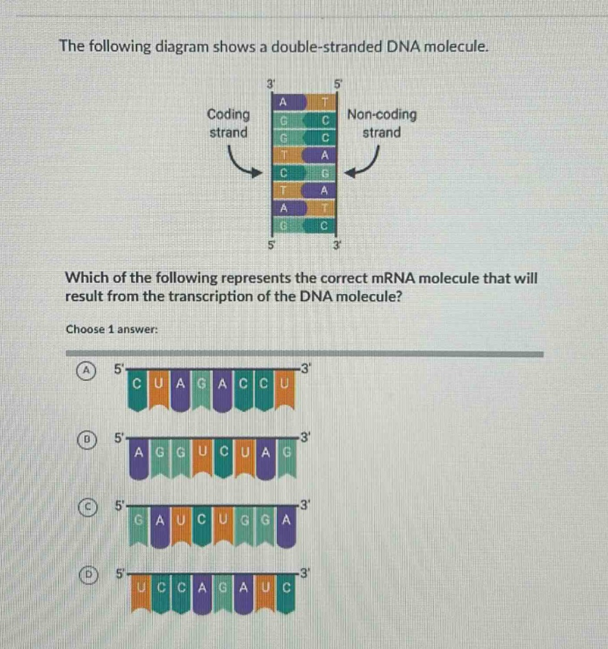 the following diagram shows a double - stranded dna molecule.\nwhich of the following represents the correct mrna molecule that will result from the transcription of the dna molecule?\nchoose 1 answer: