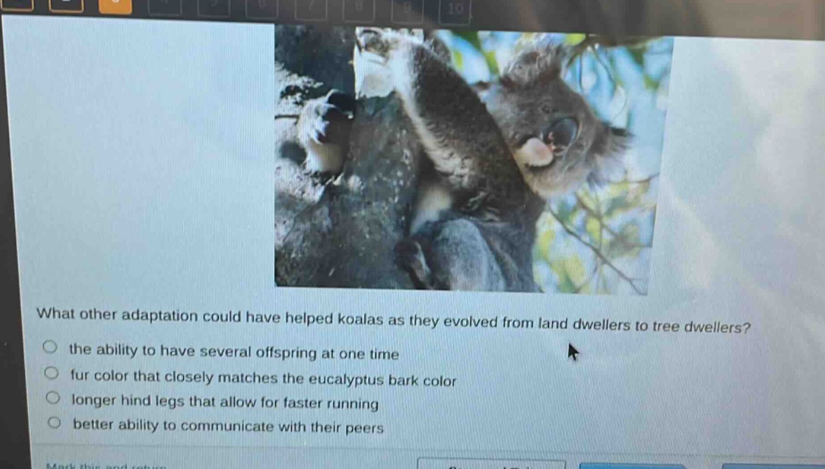 what other adaptation could have helped koalas as they evolved from land dwellers to tree dwellers?\no the ability to have several offspring at one time\no fur color that closely matches the eucalyptus bark color\no longer hind legs that allow for faster running\no better ability to communicate with their peers