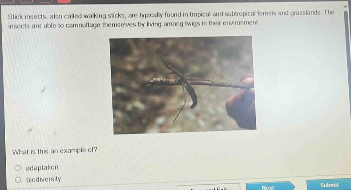 stick insects, also called walking sticks, are typically found in tropical and subtropical forests and grasslands. the insects are able to camouflage themselves by living among twigs in their environment. what is this an example of? adaptation biodiversity