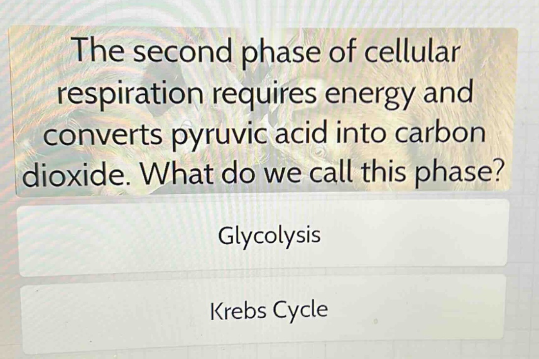 the second phase of cellular respiration requires energy and converts pyruvic acid into carbon dioxide. what do we call this phase?\nglycolysis\nkrebs cycle