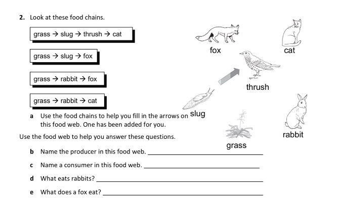 2. look at these food chains.\ngrass → slug → thrush → cat\ngrass → slug → fox\ngrass → rabbit → fox\ngrass → rabbit → cat\na use the food chains to help you fill in the arrows on this food web. one has been added for you.\nuse the food web to help you answer these questions.\nb name the producer in this food web. \n c name a consumer in this food web. \n d what eats rabbits? \n e what does a fox eat?