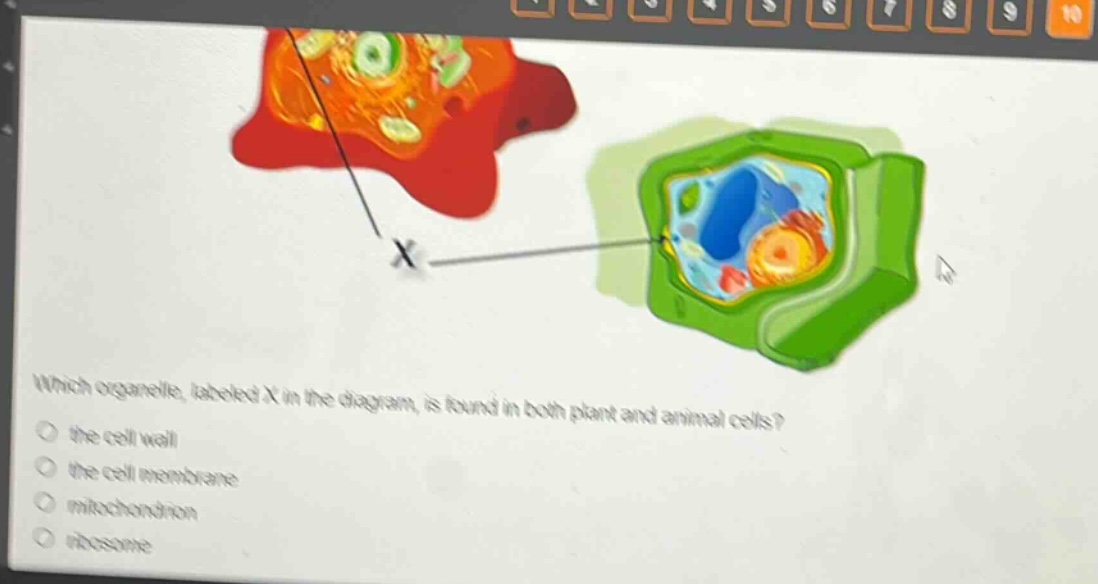 which organelle, labeled x in the diagram, is found in both plant and animal cells?\n the cell wall\n the cell membrane\n mitochondrion\n ribosome