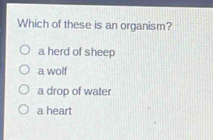 which of these is an organism?\no a herd of sheep\no a wolf\no a drop of water\no a heart