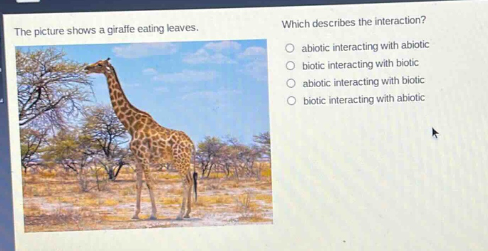 the picture shows a giraffe eating leaves. which describes the interaction? abiotic interacting with abiotic biotic interacting with biotic abiotic interacting with biotic biotic interacting with abiotic