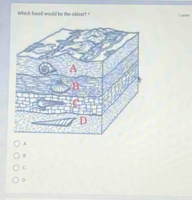 which fossil would be the oldest? * 1 point