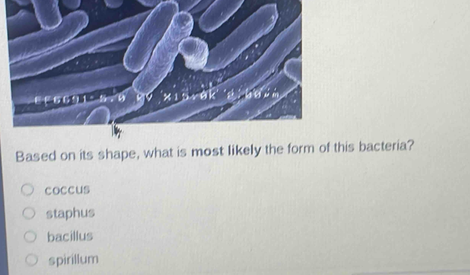 based on its shape, what is most likely the form of this bacteria?\n○ coccus\n○ staphus\n○ bacillus\n○ spirillum