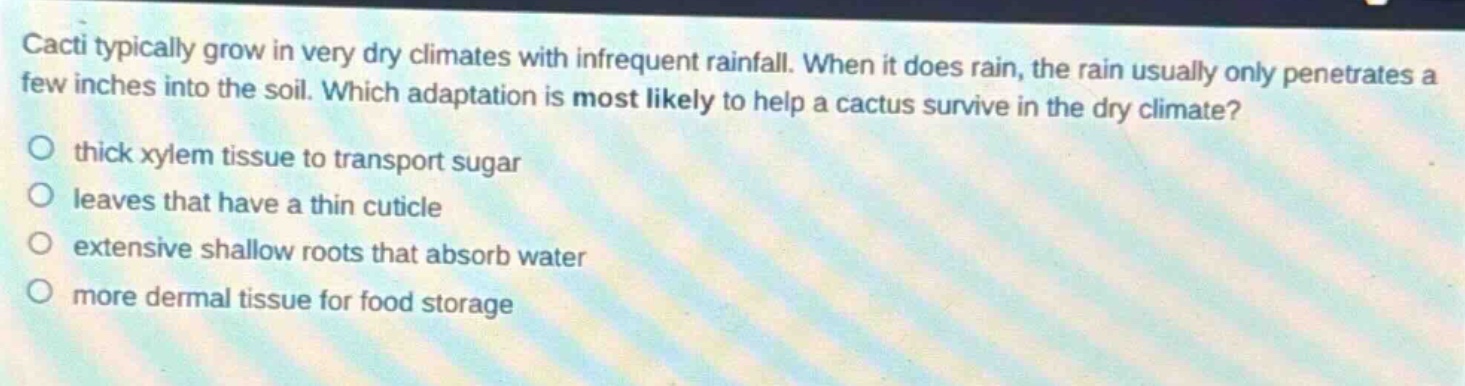 cacti typically grow in very dry climates with infrequent rainfall. when it does rain, the rain usually only penetrates a few inches into the soil. which adaptation is most likely to help a cactus survive in the dry climate?\nthick xylem tissue to transport sugar\nleaves that have a thin cuticle\nextensive shallow roots that absorb water\nmore dermal tissue for food storage