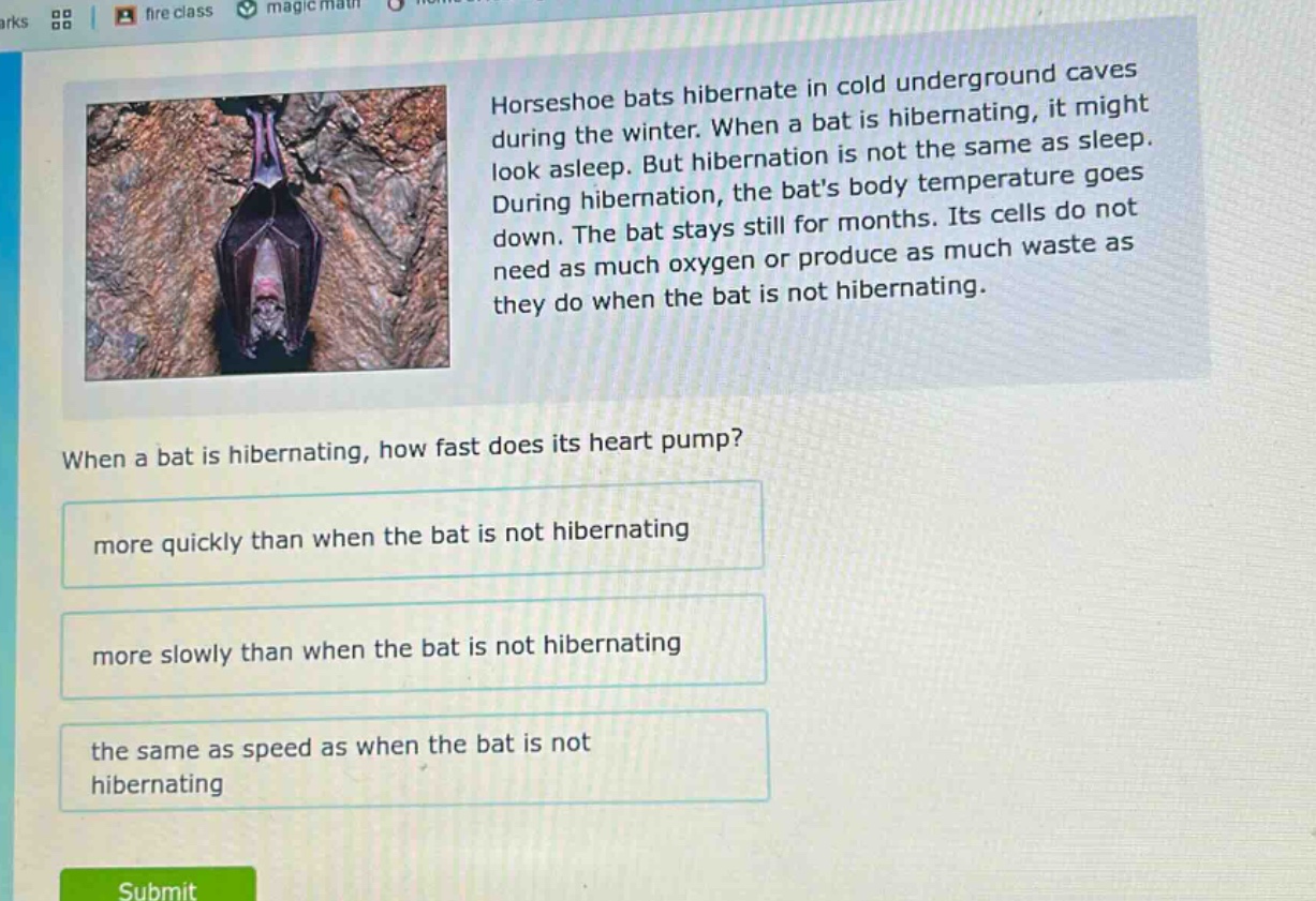 horseshoe bats hibernate in cold underground caves during the winter. when a bat is hibernating, it might look asleep. but hibernation is not the same as sleep. during hibernation, the bats body temperature goes down. the bat stays still for months. its cells do not need as much oxygen or produce as much waste as they do when the bat is not hibernating. when a bat is hibernating, how fast does its heart pump? more quickly than when the bat is not hibernating more slowly than when the bat is not hibernating the same as speed as when the bat is not hibernating