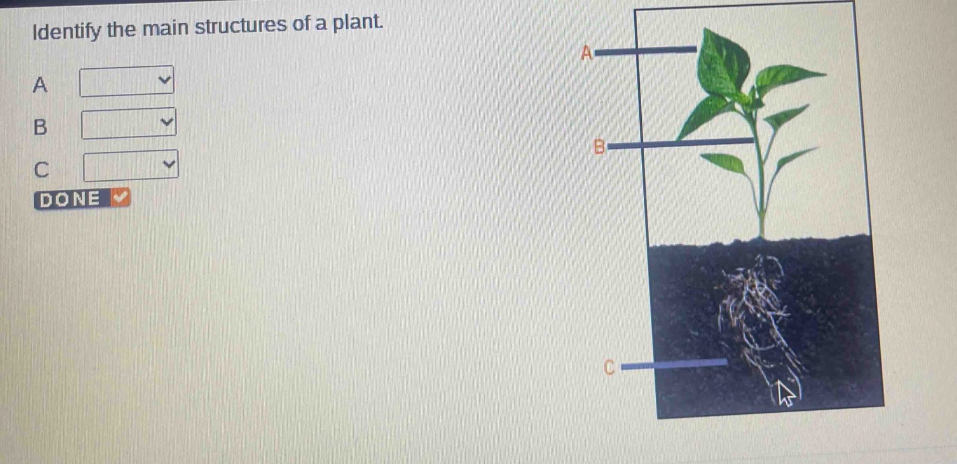 identify the main structures of a plant. a b c done