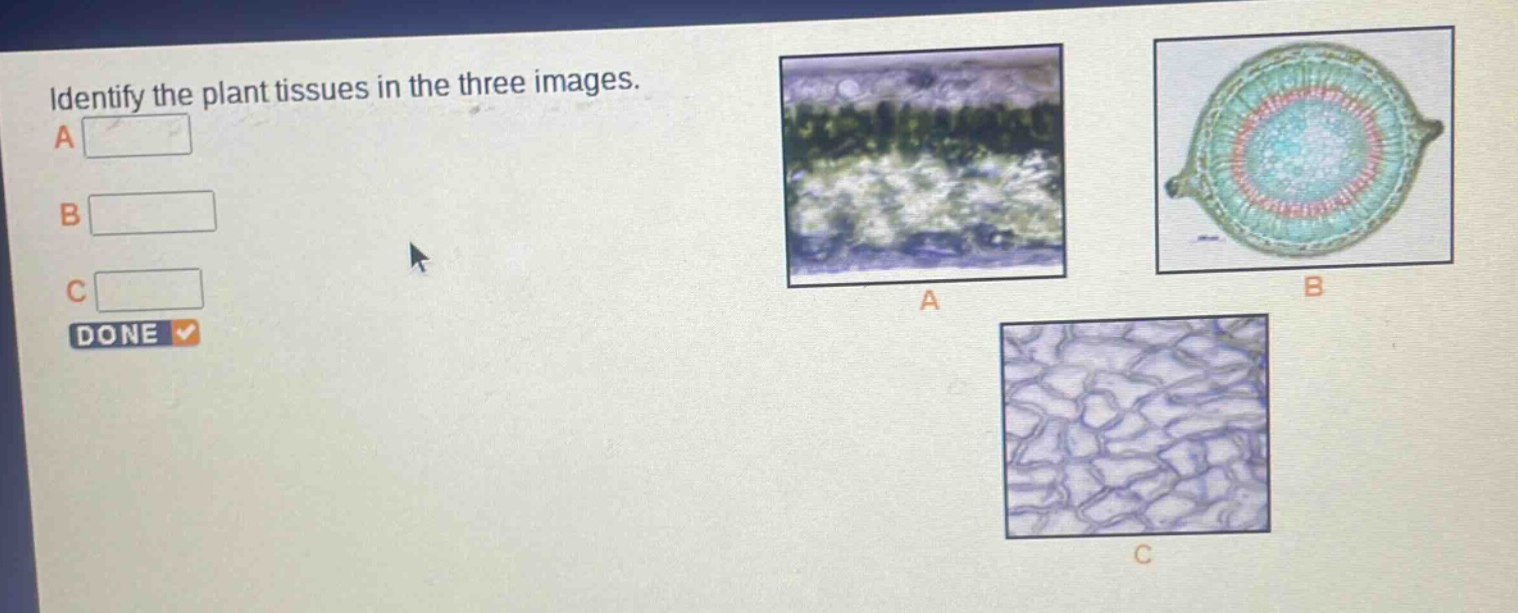 identify the plant tissues in the three images. a b c done