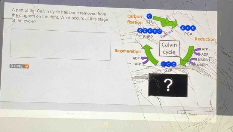 a part of the calvin cycle has been removed from the diagram on the right. what occurs at this stage of the cycle?