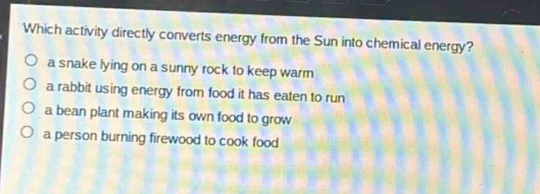 which activity directly converts energy from the sun into chemical energy?\no a snake lying on a sunny rock to keep warm\no a rabbit using energy from food it has eaten to run\no a bean plant making its own food to grow\no a person burning firewood to cook food