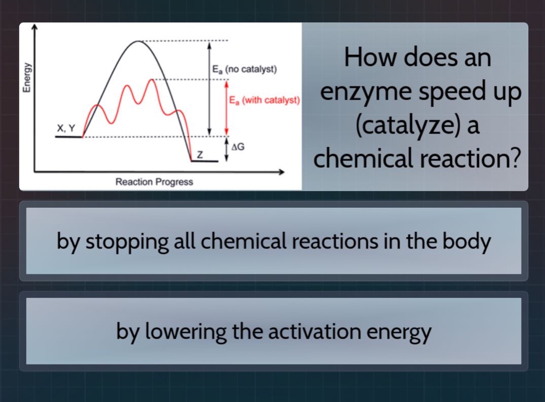 how does an enzyme speed up (catalyze) a chemical reaction? by stopping all chemical reactions in the body by lowering the activation energy