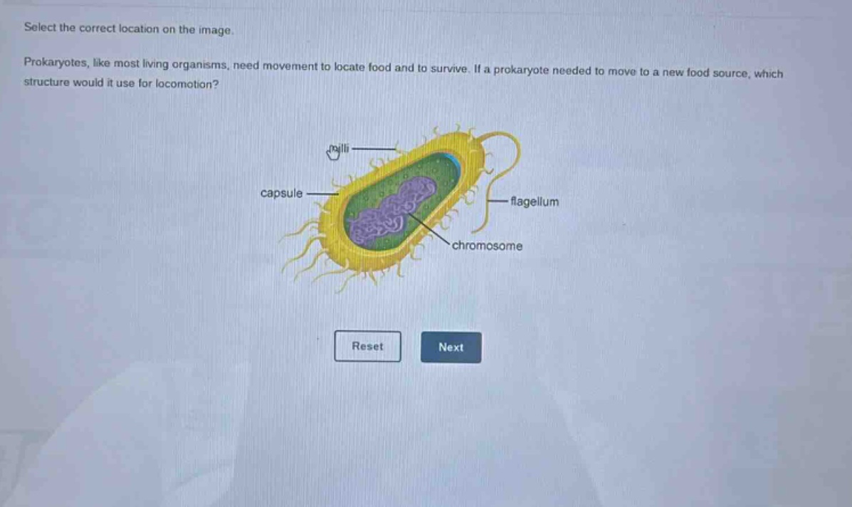 select the correct location on the image. prokaryotes, like most living organisms, need movement to locate food and to survive. if a prokaryote needed to move to a new food source, which structure would it use for locomotion? pili capsule flagellum chromosome reset next