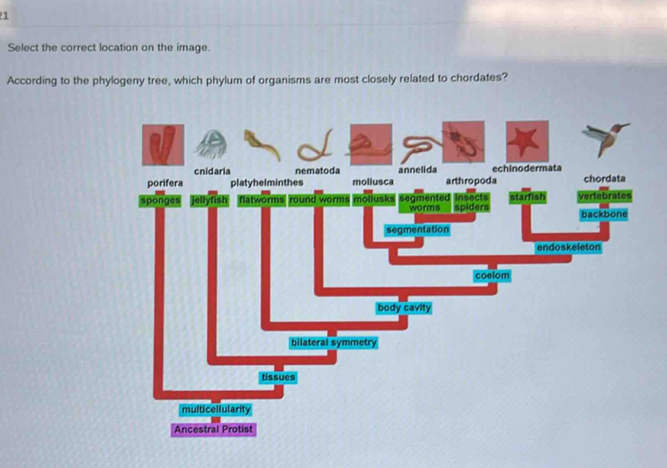 select the correct location on the image. according to the phylogeny tree, which phylum of organisms are most closely related to chordates?