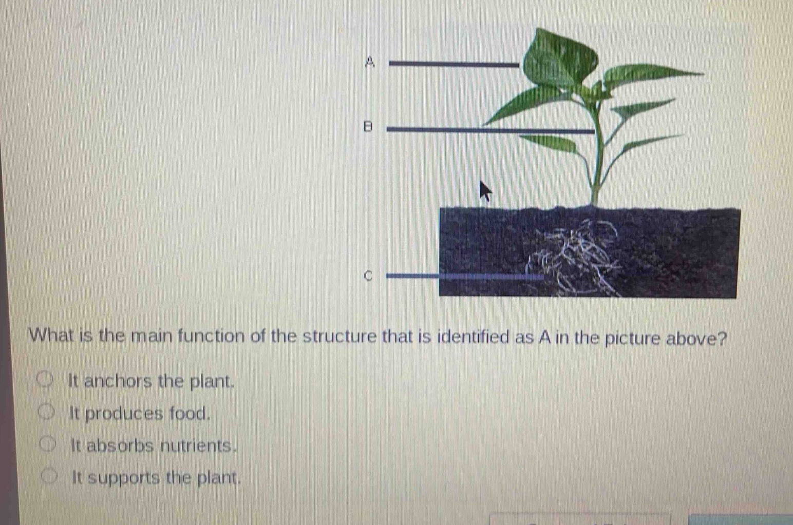 what is the main function of the structure that is identified as a in the picture above?\nit anchors the plant.\nit produces food.\nit absorbs nutrients.\nit supports the plant.