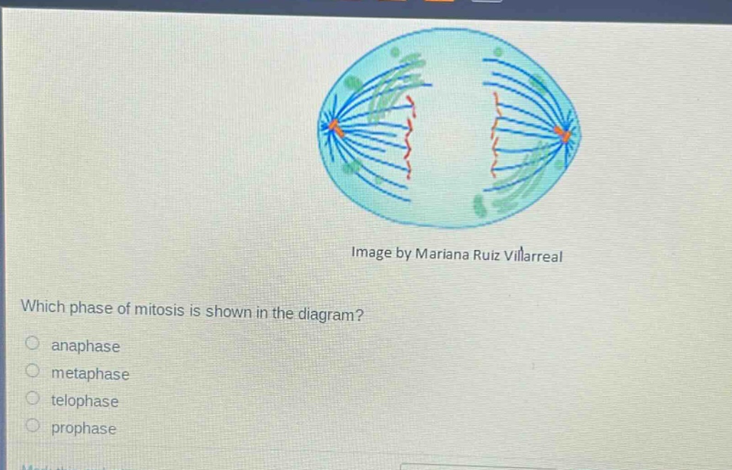 which phase of mitosis is shown in the diagram?\n○ anaphase\n○ metaphase\n○ telophase\n○ prophase