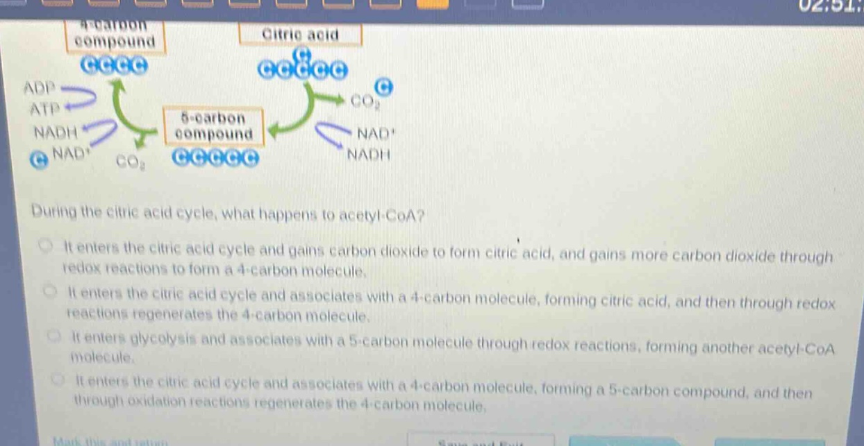 during the citric acid cycle, what happens to acetyl - coa?\nit enters the citric acid cycle and gains carbon dioxide to form citric acid, and gains more carbon dioxide through redox reactions to form a 4 - carbon molecule.\nit enters the citric acid cycle and associates with a 4 - carbon molecule, forming citric acid, and then through redox reactions regenerates the 4 - carbon molecule.\nit enters glycolysis and associates with a 5 - carbon molecule through redox reactions, forming another acetyl - coa molecule.\nit enters the citric acid cycle and associates with a 4 - carbon molecule, forming a 5 - carbon compound, and then through oxidation reactions regenerates the 4 - carbon molecule.