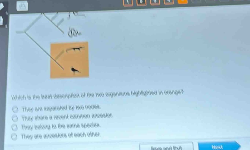 which is the best description of the two organisms highlighted in orange?\nthey are separated by two nodes.\nthey share a recent common ancestor.\nthey belong to the same species.\nthey are ancestors of each other.