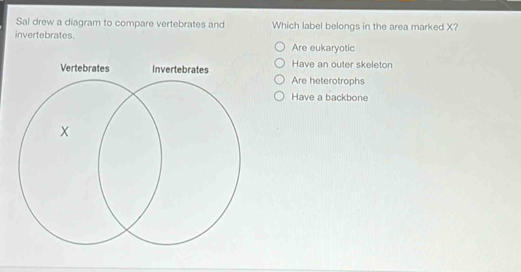sal drew a diagram to compare vertebrates and invertebrates. which label belongs in the area marked x? are eukaryotic have an outer skeleton are heterotrophs have a backbone