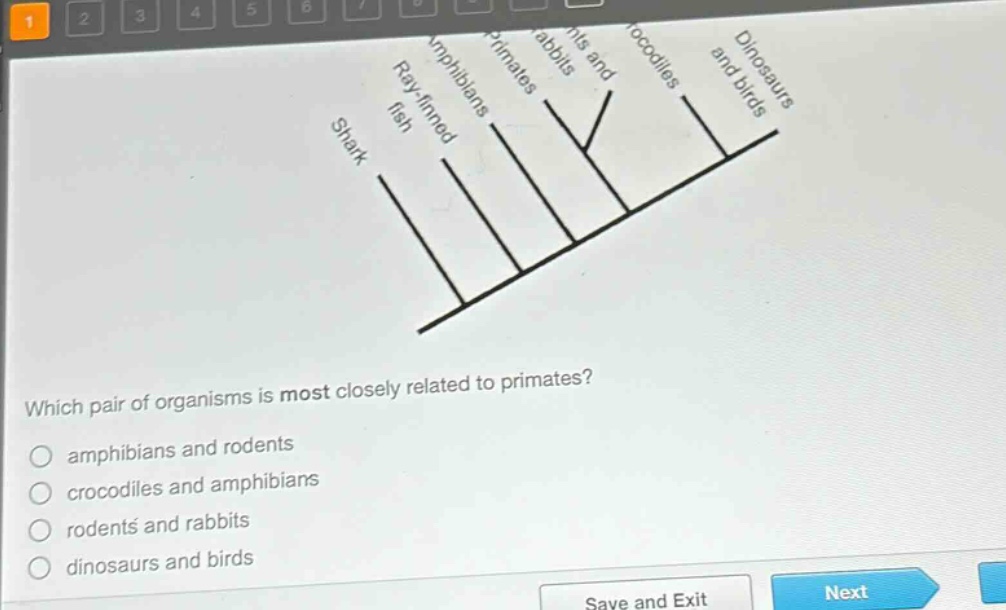 which pair of organisms is most closely related to primates?\no amphibians and rodents\no crocodiles and amphibians\no rodents and rabbits\no dinosaurs and birds