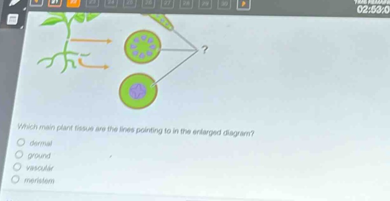 which main plant tissue are the lines pointing to in the enlarged diagram?\no dermal\no ground\no vascular\no meristem