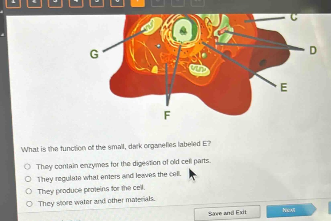 what is the function of the small, dark organelles labeled e?\no they contain enzymes for the digestion of old cell parts.\no they regulate what enters and leaves the cell.\no they produce proteins for the cell.\no they store water and other materials.
