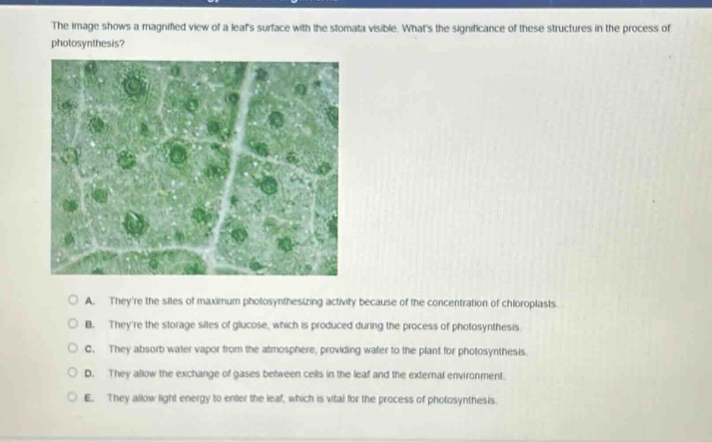 the image shows a magnified view of a leafs surface with the stomata visible. whats the significance of these structures in the process of photosynthesis?\n\na. theyre the sites of maximum photosynthesizing activity because of the concentration of chloroplasts.\nb. theyre the storage sites of glucose, which is produced during the process of photosynthesis.\nc. they absorb water vapor from the atmosphere, providing water to the plant for photosynthesis.\nd. they allow the exchange of gases between cells in the leaf and the external environment.\ne. they allow light energy to enter the leaf, which is vital for the process of photosynthesis.