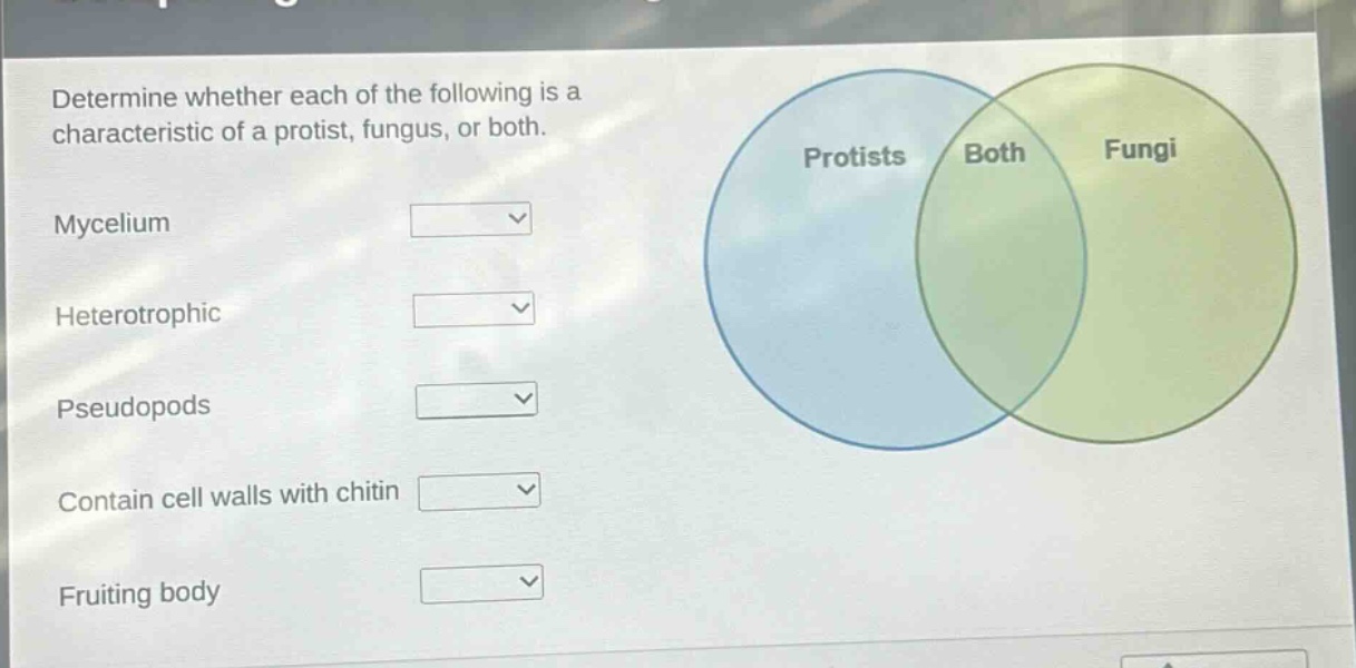 determine whether each of the following is a characteristic of a protist, fungus, or both.\nmycelium\nheterotrophic\npseudopods\ncontain cell walls with chitin\nfruiting body