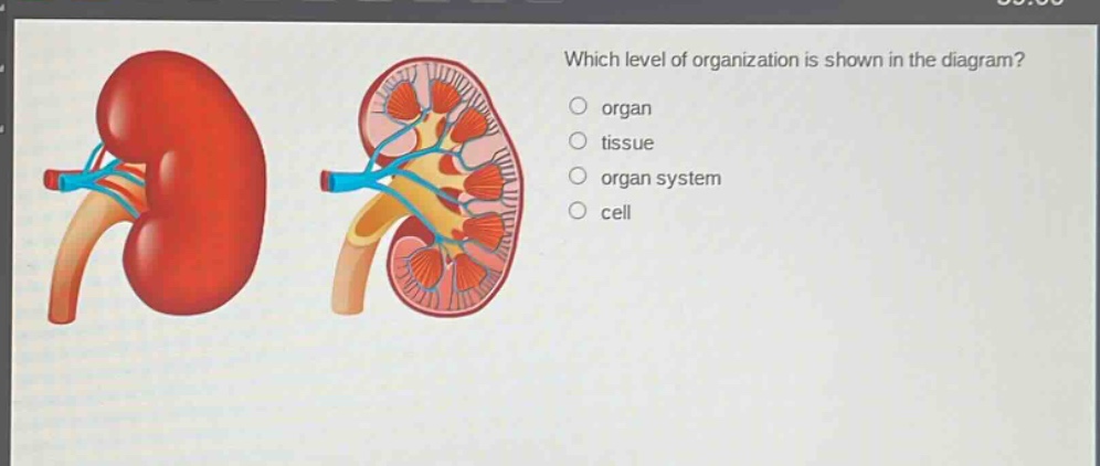 which level of organization is shown in the diagram?\norgan\ntissue\norgan system\ncell