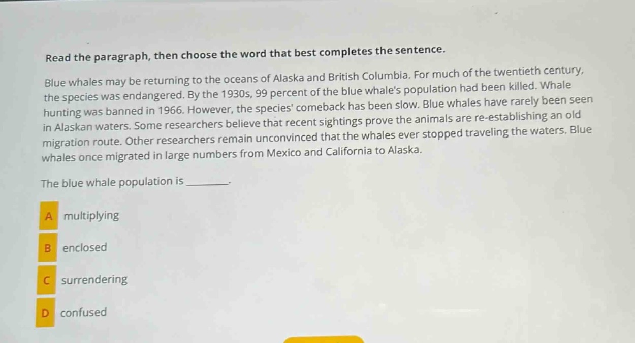 read the paragraph, then choose the word that best completes the sentence. blue whales may be returning to the oceans of alaska and british columbia. for much of the twentieth century, the species was endangered. by the 1930s, 99 percent of the blue whales population had been killed. whale hunting was banned in 1966. however, the species comeback has been slow. blue whales have rarely been seen in alaskan waters. some researchers believe that recent sightings prove the animals are re - establishing an old migration route. other researchers remain unconvinced that the whales ever stopped traveling the waters. blue whales once migrated in large numbers from mexico and california to alaska. the blue whale population is _______. a multiplying b enclosed c surrendering d confused