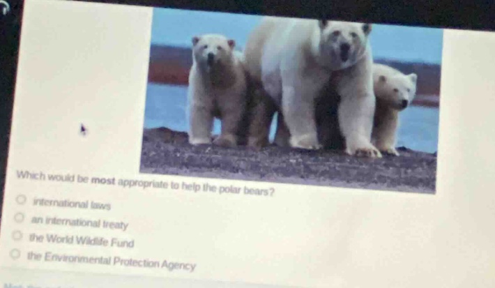 which would be most appropriate to help the polar bears?\n○ international laws\n○ an international treaty\n○ the world wildlife fund\n○ the environmental protection agency