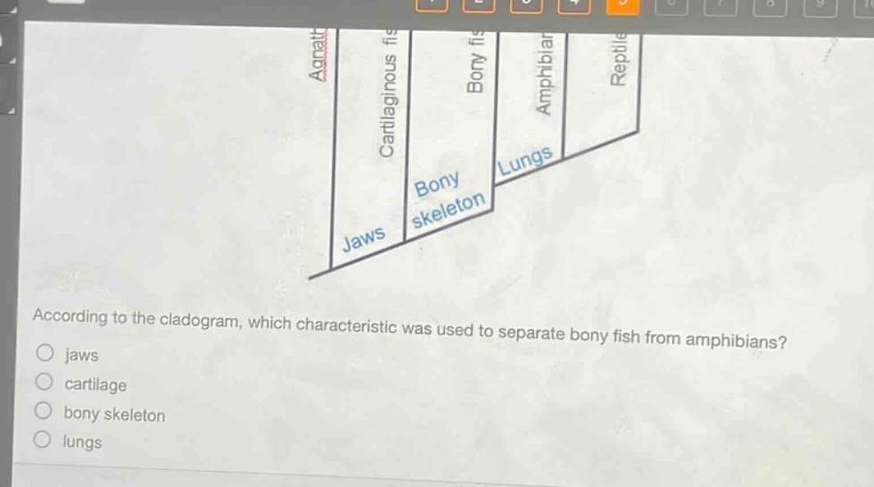 according to the cladogram, which characteristic was used to separate bony fish from amphibians?\n○ jaws\n○ cartilage\n○ bony skeleton\n○ lungs