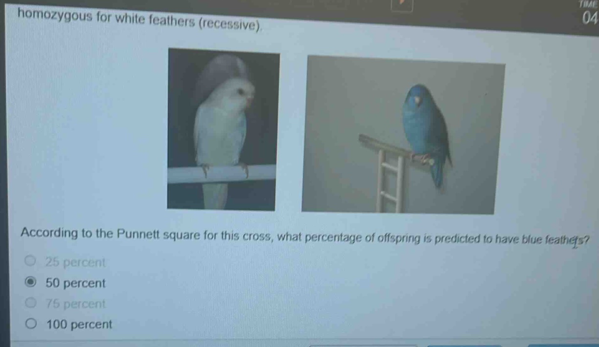 homozygous for white feathers (recessive). according to the punnett square for this cross, what percentage of offspring is predicted to have blue feathers? 25 percent 50 percent 75 percent 100 percent