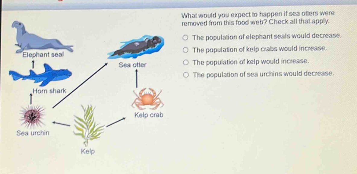 what would you expect to happen if sea otters were removed from this food web? check all that apply. the population of elephant seals would decrease. the population of kelp crabs would increase. the population of kelp would increase. the population of sea urchins would decrease.