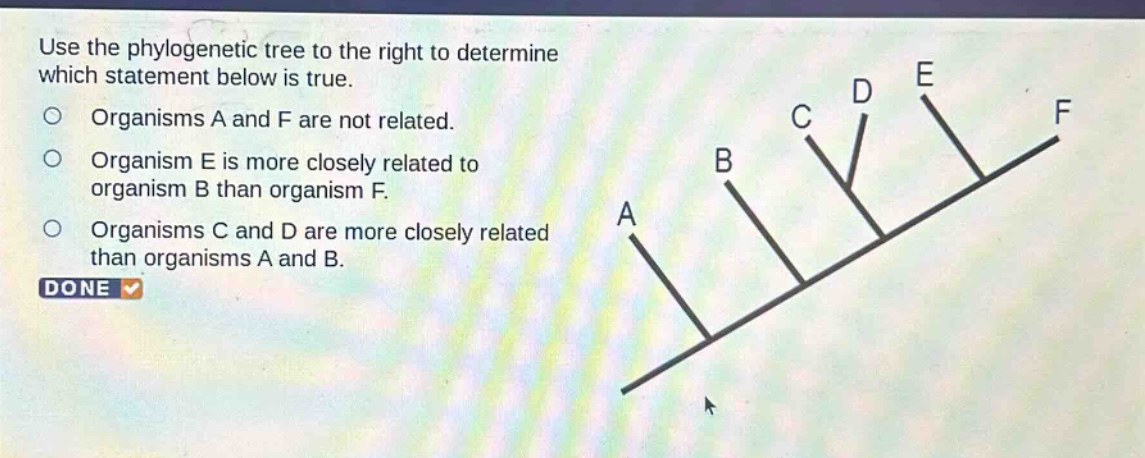 use the phylogenetic tree to the right to determine which statement below is true. organisms a and f are not related. organism e is more closely related to organism b than organism f. organisms c and d are more closely related than organisms a and b. done