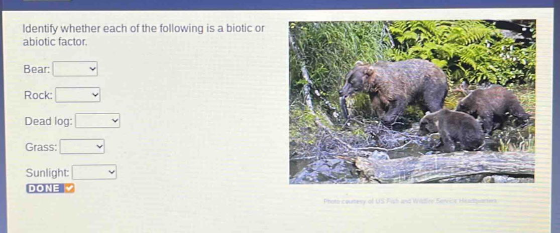 identify whether each of the following is a biotic or abiotic factor. bear: rock: dead log: grass: sunlight: done