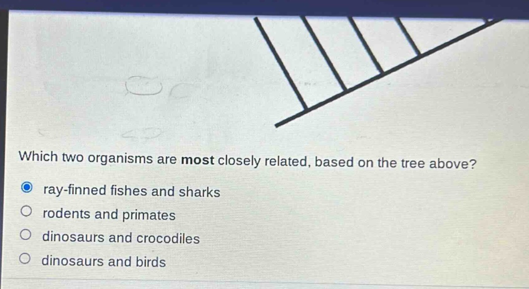 which two organisms are most closely related, based on the tree above?\nray - finned fishes and sharks\nrodents and primates\ndinosaurs and crocodiles\ndinosaurs and birds