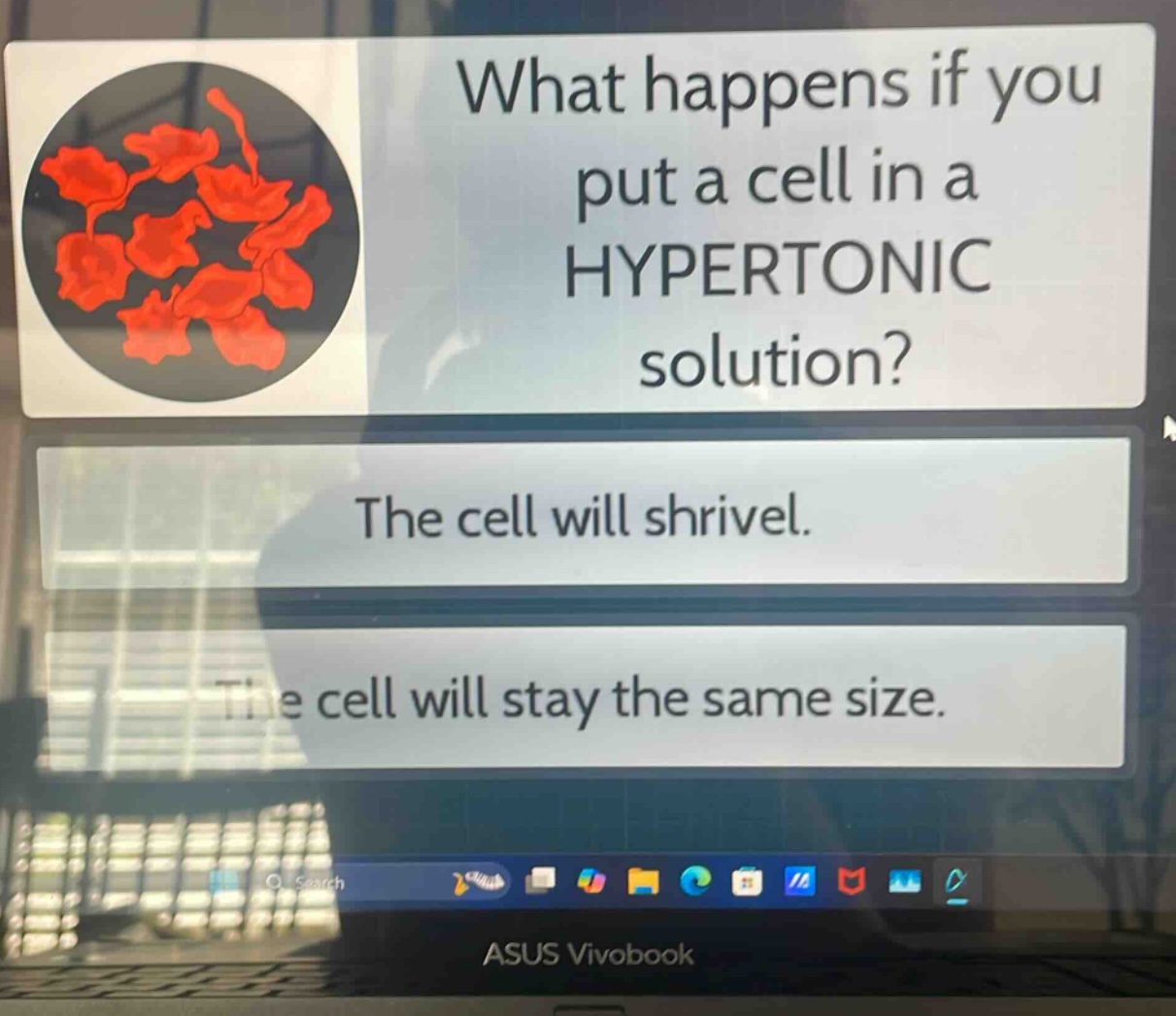 what happens if you put a cell in a hypertonic solution?\nthe cell will shrivel.\nthe cell will stay the same size.