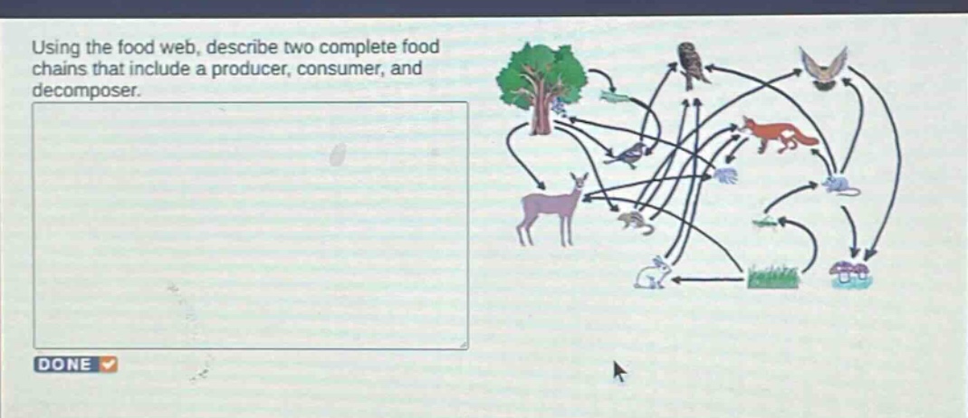 using the food web, describe two complete food chains that include a producer, consumer, and decomposer.