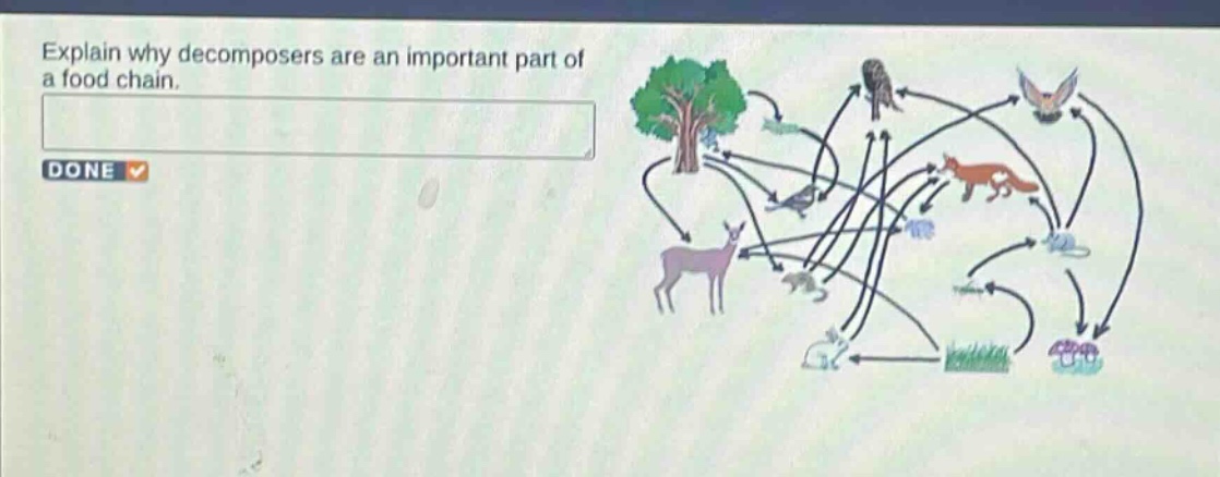 explain why decomposers are an important part of a food chain.