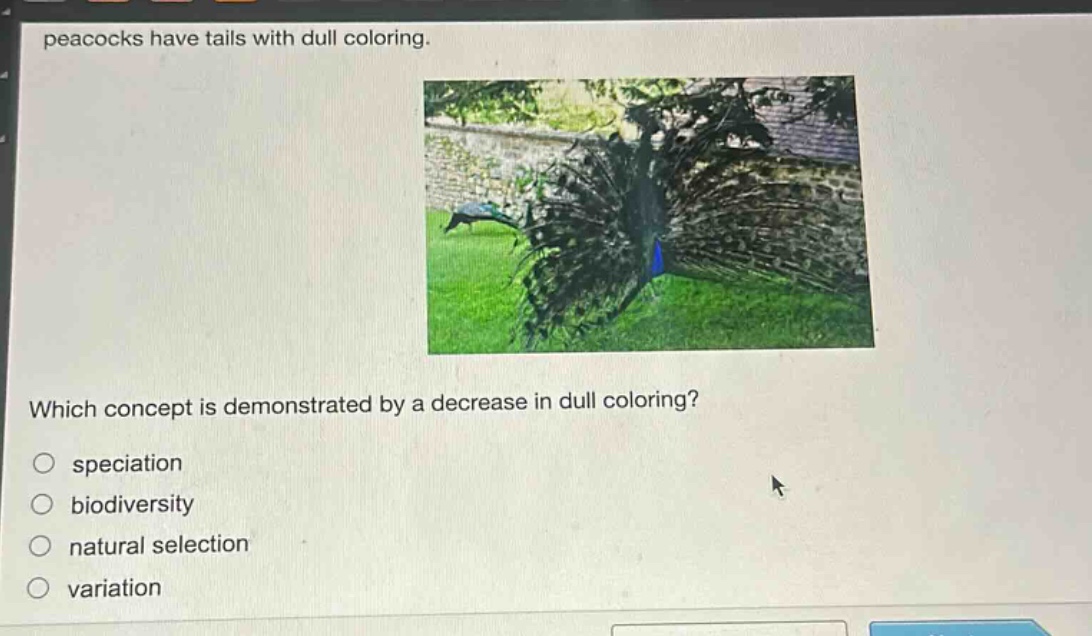 peacocks have tails with dull coloring. which concept is demonstrated by a decrease in dull coloring?\no speciation\no biodiversity\no natural selection\no variation