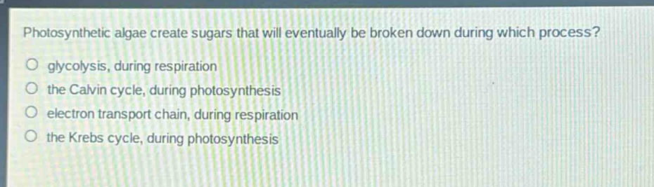photosynthetic algae create sugars that will eventually be broken down during which process?\no glycolysis, during respiration\no the calvin cycle, during photosynthesis\no electron transport chain, during respiration\no the krebs cycle, during photosynthesis