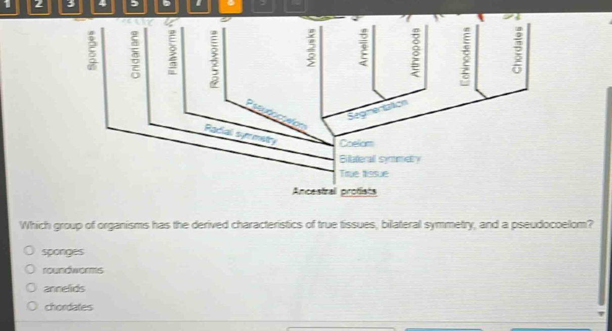 which group of organisms has the derived characteristics of true tissues, bilateral symmetry, and a pseudocoelom?\no sponges\no roundworms\no annelids\no chordates